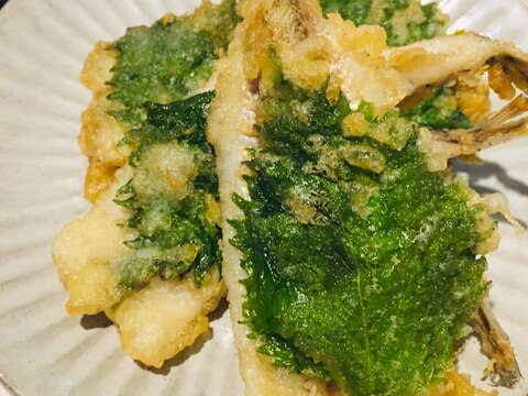 衣サクサク白身ふわふわ めぎすと大葉の天ぷら レシピ 作り方 By ちほみさ 楽天レシピ 衣サクサク白身ふわふわ めぎすと大葉の天ぷら レシピ 作り方 By ちほみさ 楽天レシピ